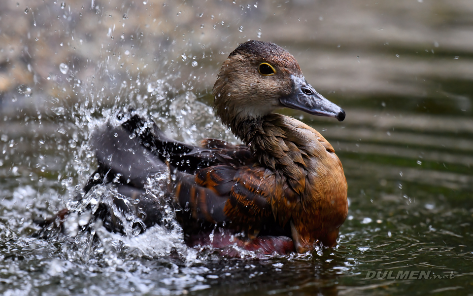 Lesser whistling duck (Dendrocygna javanica)